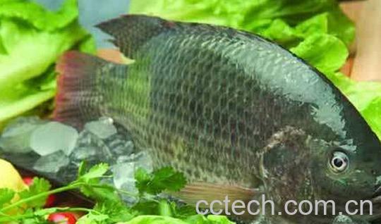 果蔬百科罗非鱼-0
