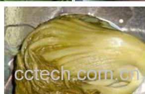 果蔬百科芥菜腌酸菜-0