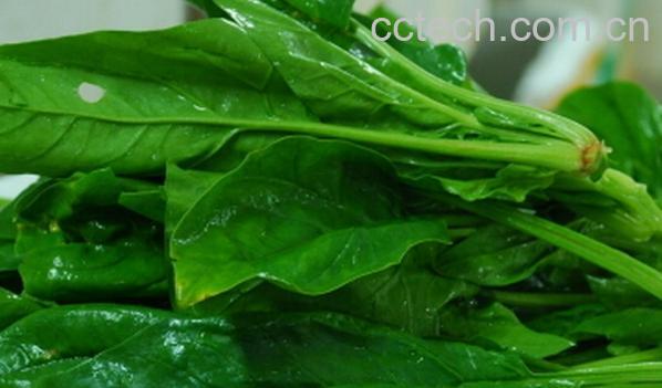 果蔬百科孕妇能吃菠菜吗-0