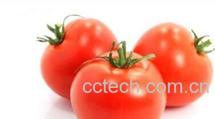 果蔬百科西红柿-0