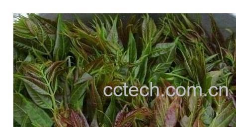 果蔬百科香椿-0