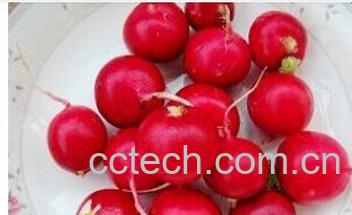 果蔬百科小红萝卜-0