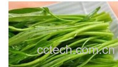 果蔬百科空心菜-0