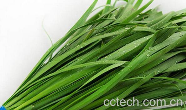 果蔬百科孕妇可以吃韭菜吗-0