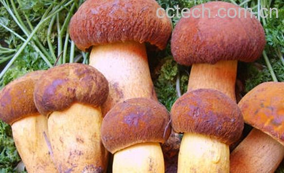 果蔬百科野生菌-0