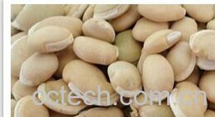 果蔬百科扁豆-0