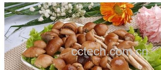 果蔬百科茶树菇-0