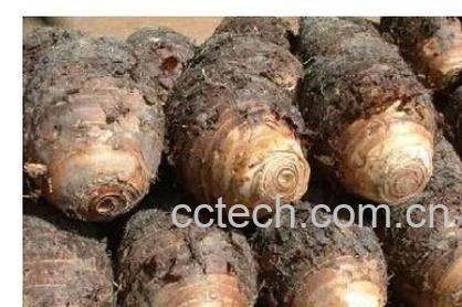 果蔬百科芋头过敏-0