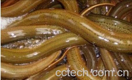 果蔬百科野生黄鳝-0