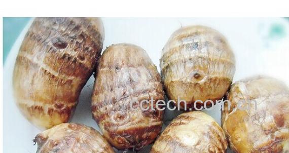 果蔬百科毛芋头-0