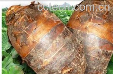 果蔬百科荔浦芋头-0