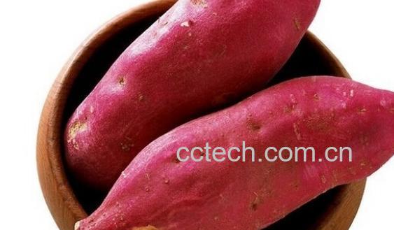 果蔬百科红薯-0