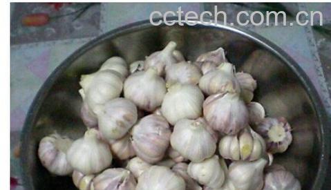 果蔬百科如何腌制糖醋蒜-0