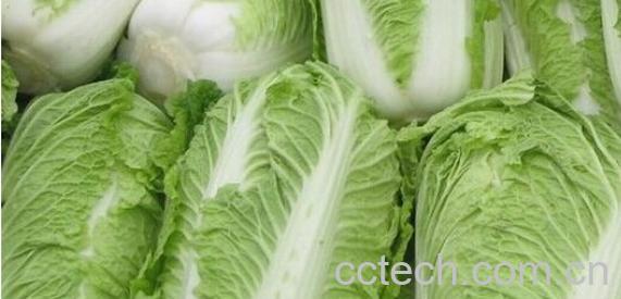 果蔬百科酸白菜-0