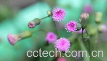 果蔬百科一点红-0