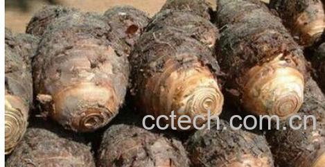 果蔬百科芋艿-0