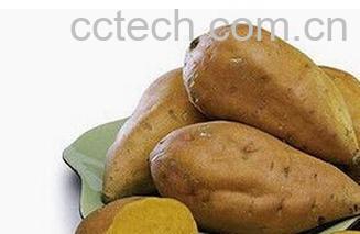 果蔬百科白薯-0