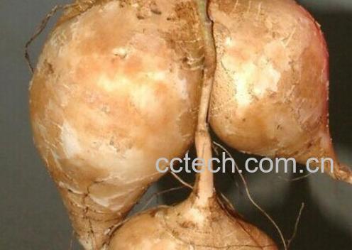 果蔬百科凉薯-0