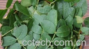 果蔬百科野菜苜蓿-0