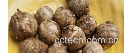 果蔬百科芋头-0