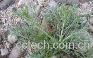 果蔬百科野菜白蒿-0