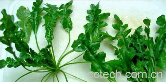 果蔬百科高血压吃什么食物好 -0