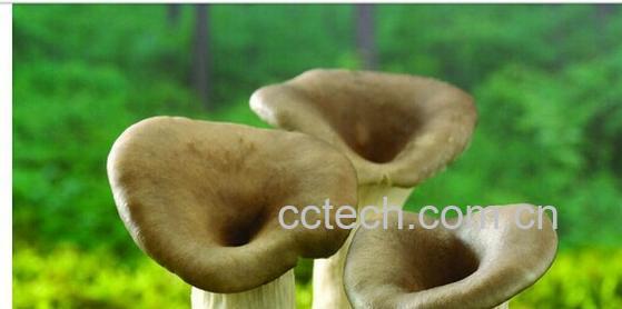 果蔬百科含硒高的食物有哪些 -0