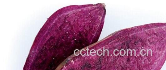 果蔬百科紫薯-0