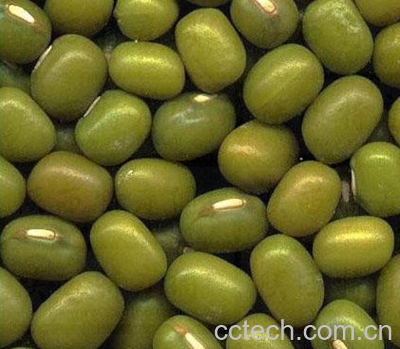 果蔬百科绿豆-0