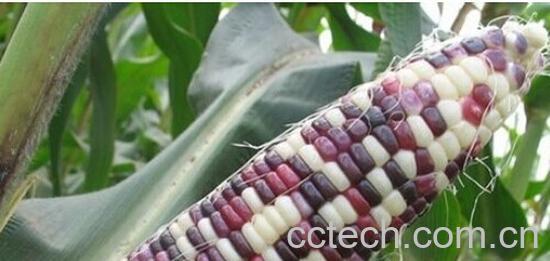 果蔬百科糯玉米-0