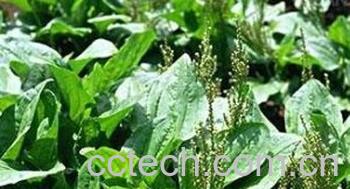 果蔬百科车前草-0