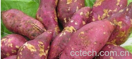 果蔬百科富含膳食纤维的食物有哪些 -0