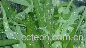 果蔬百科苦菜-0