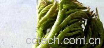 果蔬百科刺老芽-0