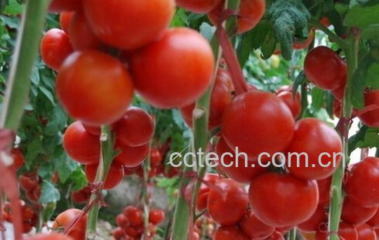 果蔬百科陆地西红柿种植-0