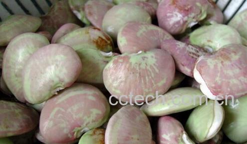 果蔬百科荷包豆-0