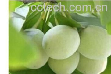 果蔬百科肾阳虚吃什么食物-0