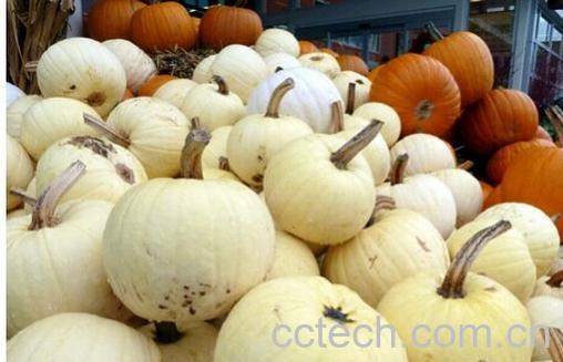 果蔬百科白南瓜-0