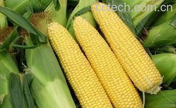 果蔬百科水果玉米-0
