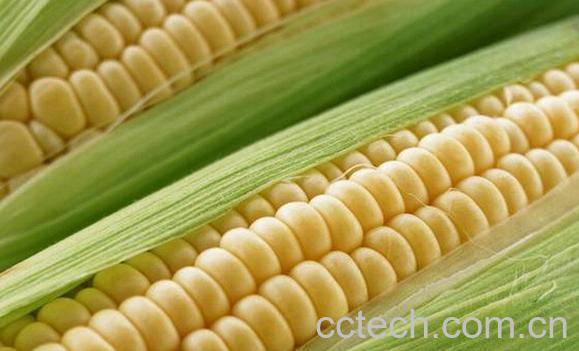 果蔬百科老玉米怎么煮-0