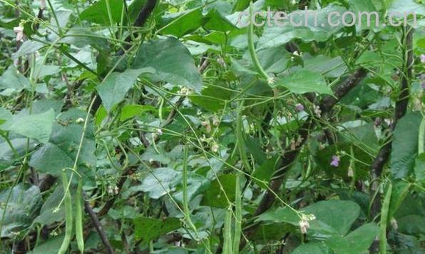 果蔬百科四季豆种植-0