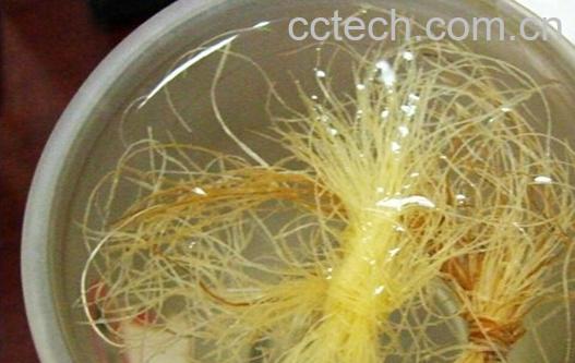 果蔬百科玉米须泡水-0