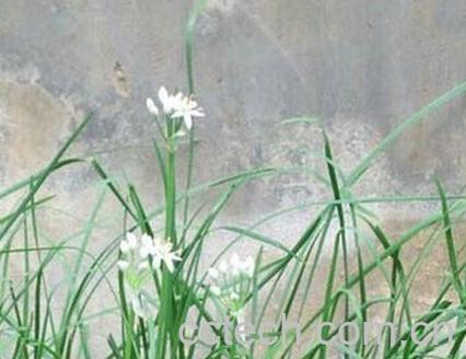 果蔬百科韭菜花-0