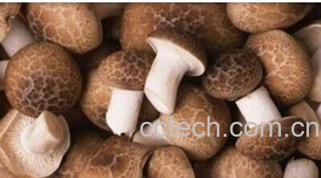 果蔬百科香菇-0