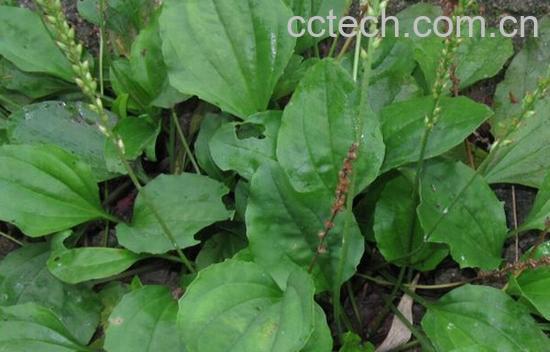 果蔬百科车前草的食用方法-0