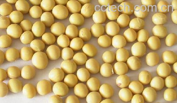 果蔬百科如何挑选非转基因黄豆-0