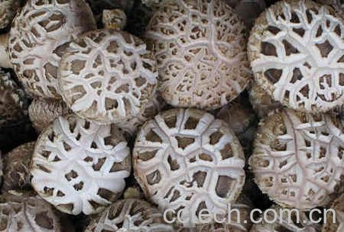 果蔬百科黄瓜-0