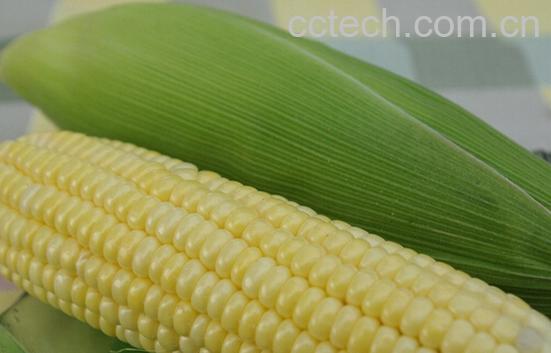 果蔬百科如何挑选糯玉米-0