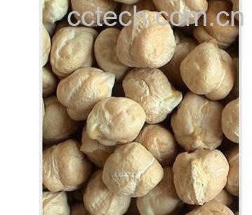 果蔬百科鹰嘴豆-0