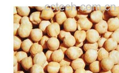 果蔬百科鹰嘴豆-0